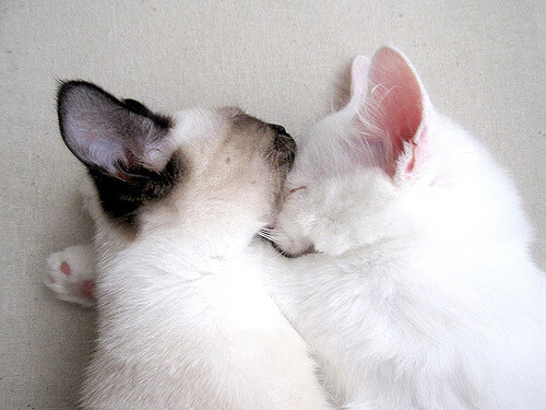 摩洛哥马术协会推出马匹健康管理系统，提升马匹福利。，摩洛哥皇家马厩介绍