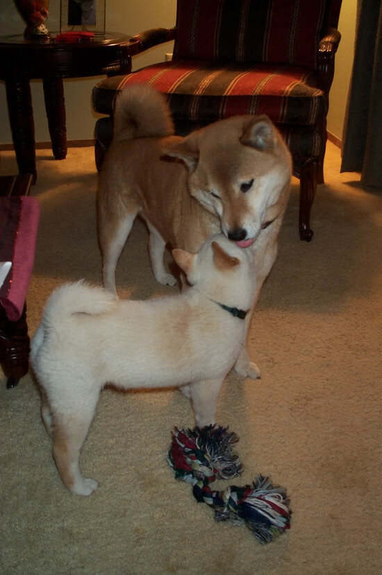 开云中国大陆-法甲：尼斯3-2险胜朗斯，队内表现抢眼，法甲尼斯老板