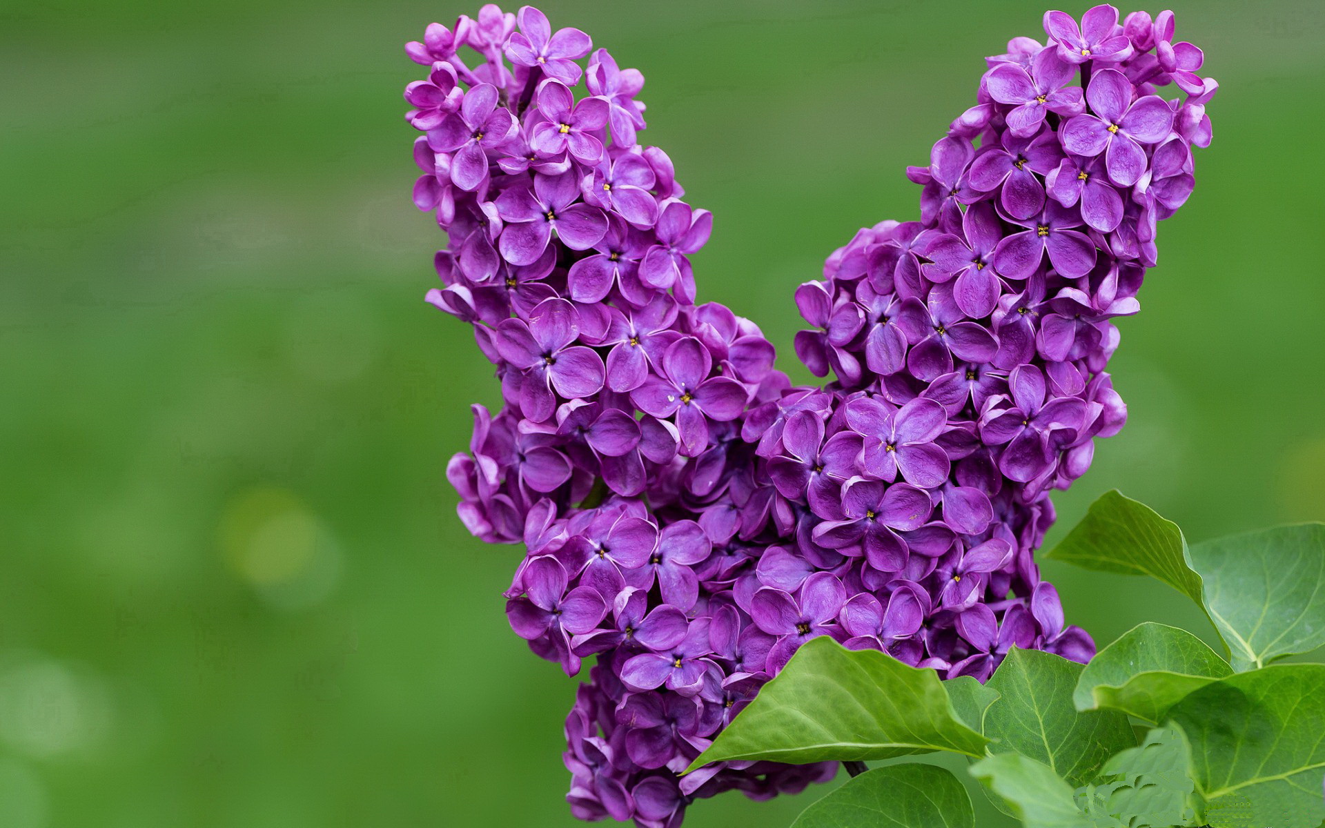 kaiyun登录入口-西班牙足球队收获奥运银牌，西班牙足球队收获奥运银牌了吗