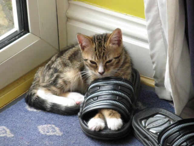 裁判判罚引发罚款风暴，联赛纪律或升级调整，裁判违规