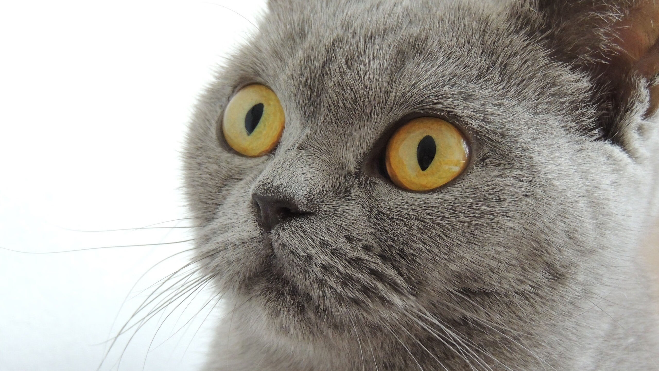 kaiyun.com-跨境战队联手训练营：推动国际电竞文化交流深度融合，跨境赛道