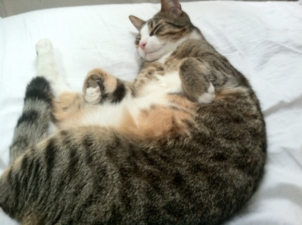 跨境战队联手训练营:推动国际电竞文化交流深度融合,跨境赛道