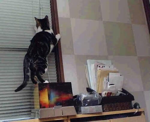 开云网站-青少年篮球“梦想之路”系列讲座助推青训行业发展，青少年篮球培训内容有哪些