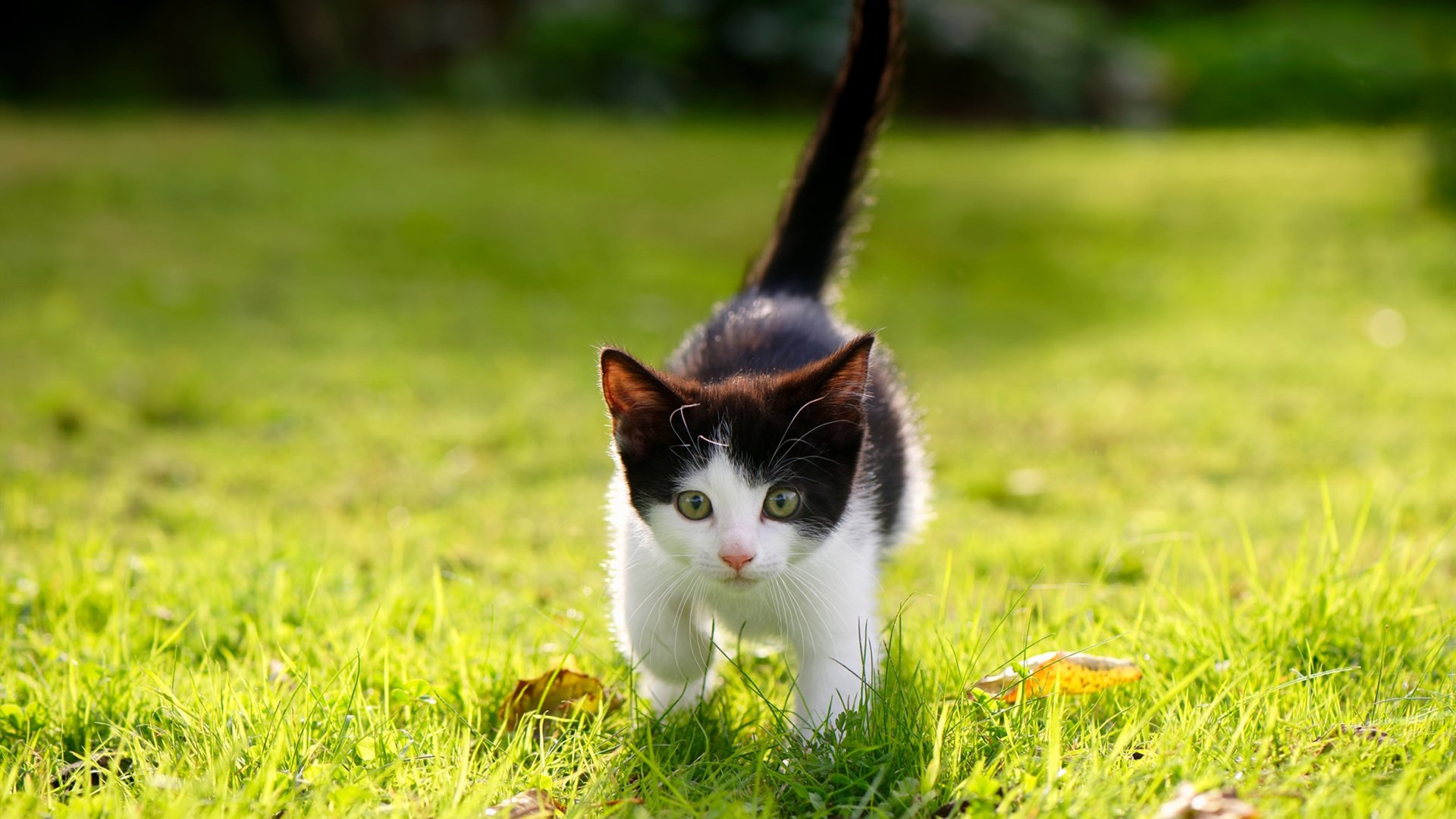 kaiyun官方网站-青少年足球系列公益活动在全国范围内持续展开，激发青少年的运动热情