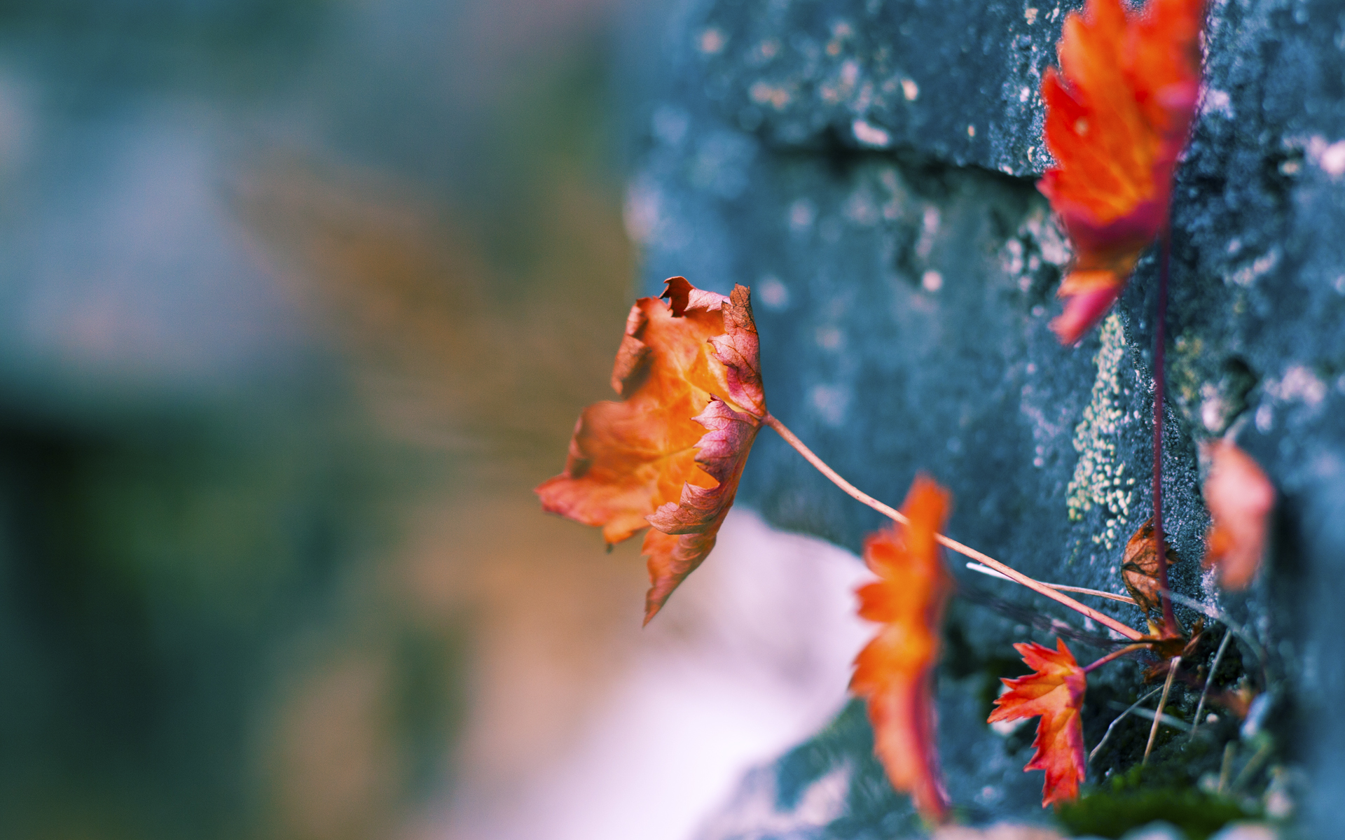 开云官方-FaZe被粉丝呼吁加入LCS赛区，faze为什么不踢了allu