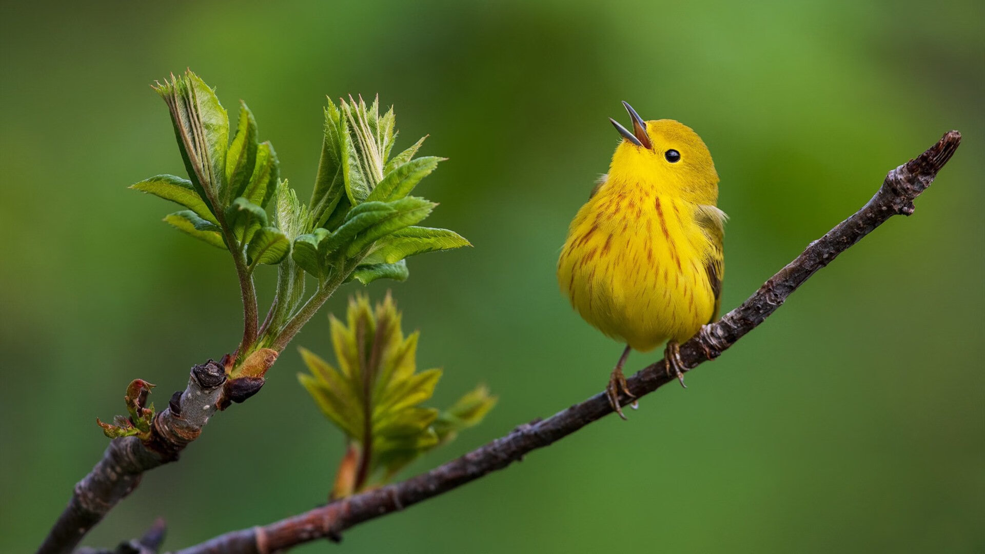 FaZe被粉丝呼吁加入LCS赛区，faze为什么不踢了allu