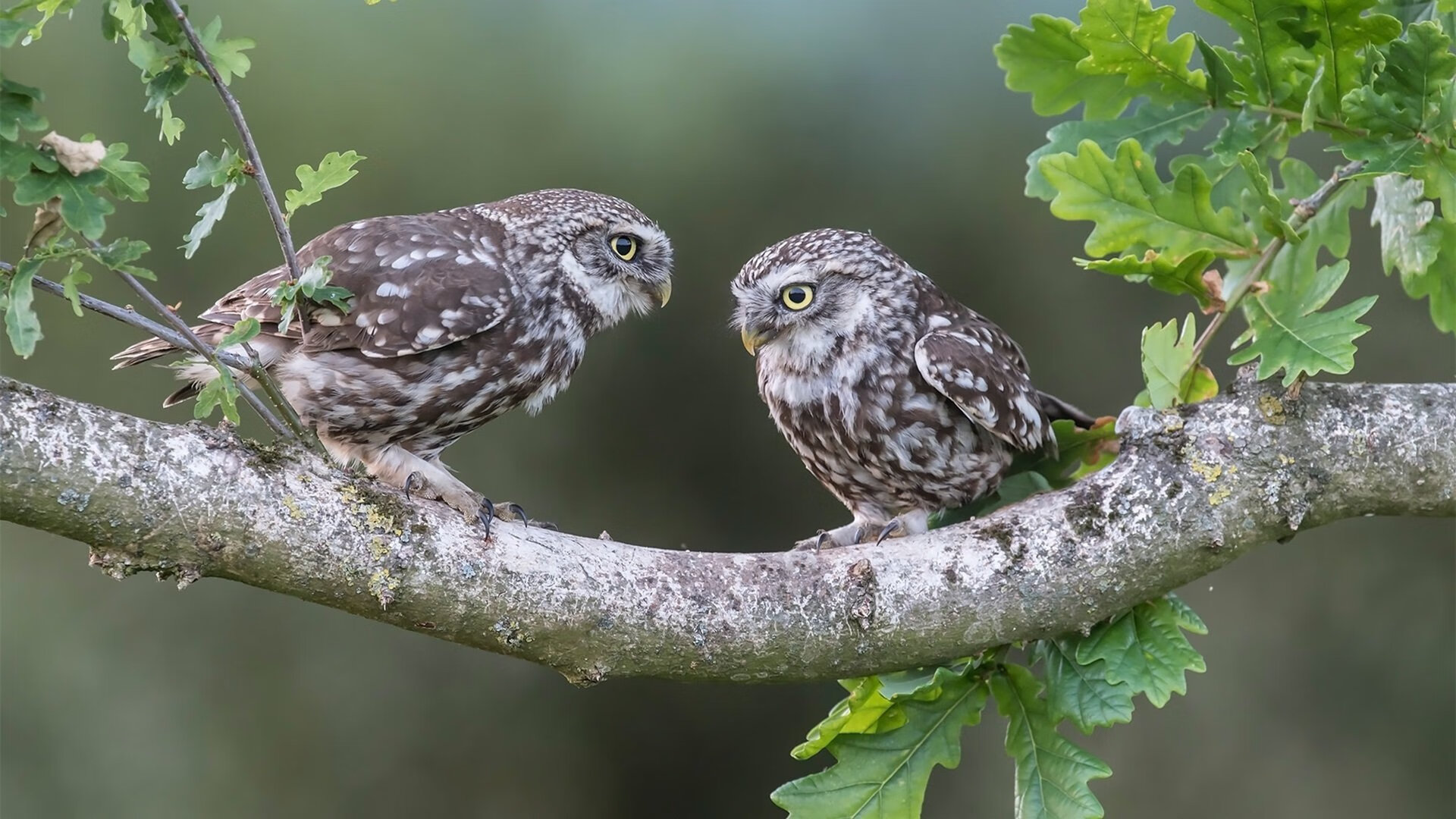 上海久事球员状态持续火热，上海久事男篮最新状况