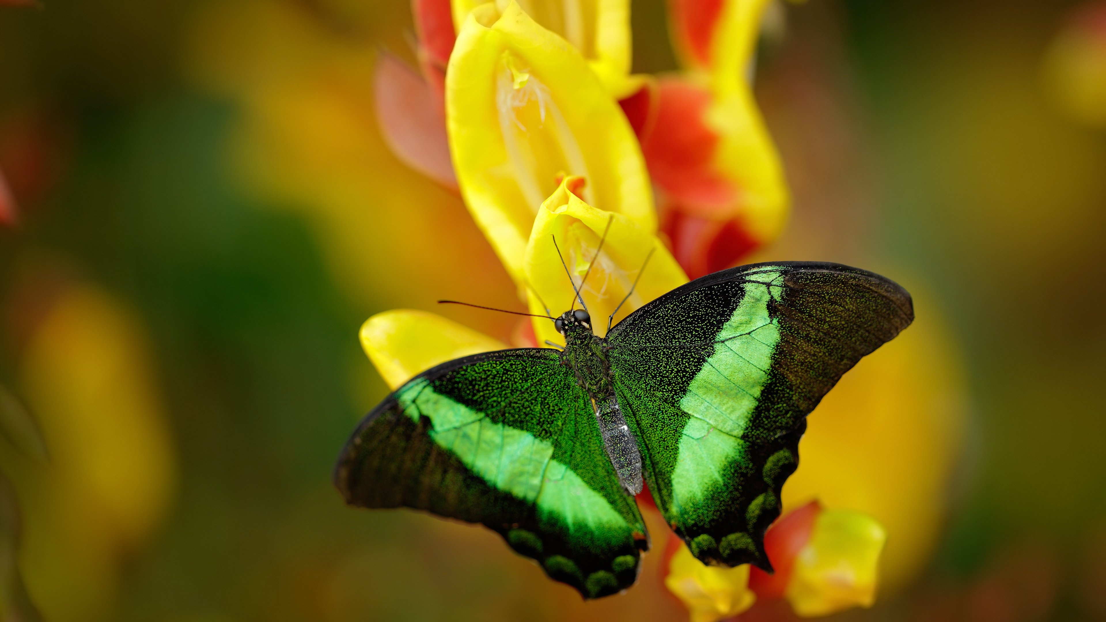佛罗伦萨展现强劲实力，奏响胜利乐章，佛罗伦萨是干嘛的
