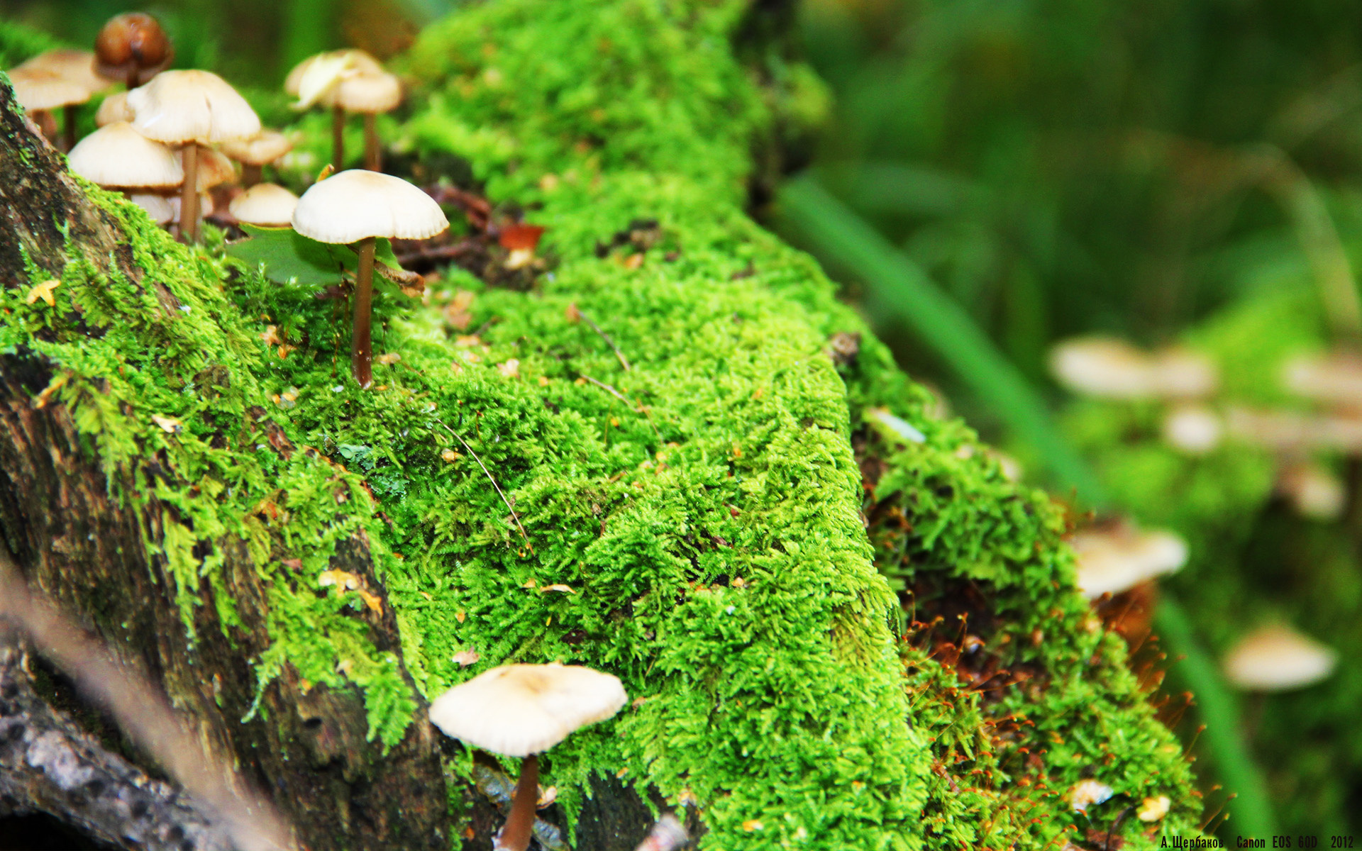 北美战队力争世界赛出线，北美战队s11