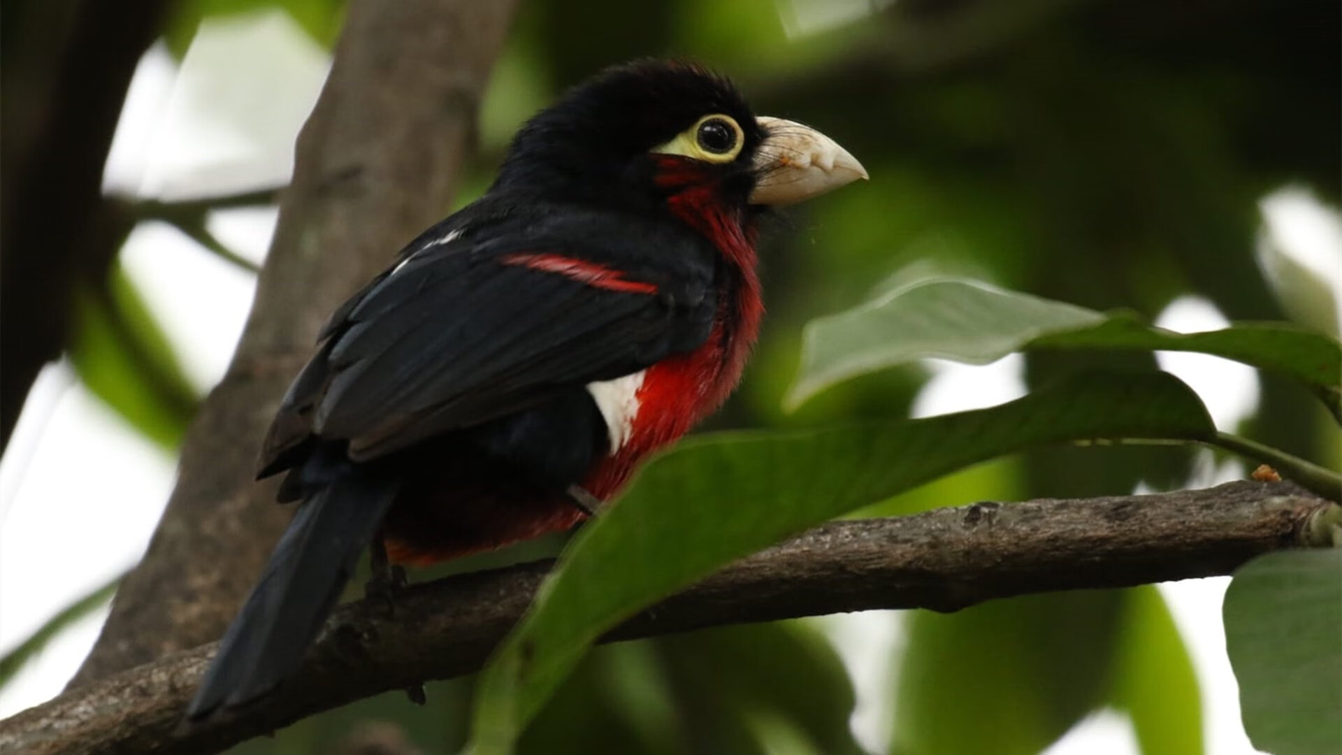 巴西男篮在巴黎奥运会小组赛中表现稳定，巴西男篮奥运会名单