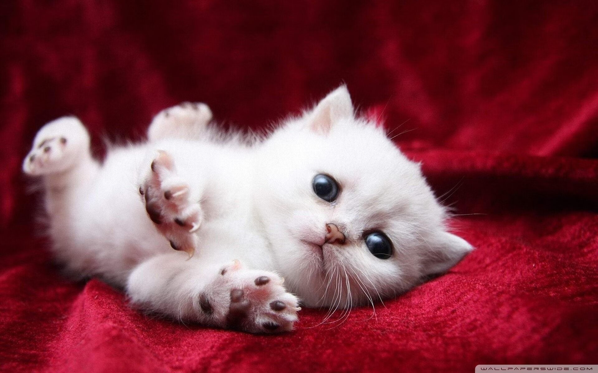 广厦控股老将发挥关键作用，广厦控股老板