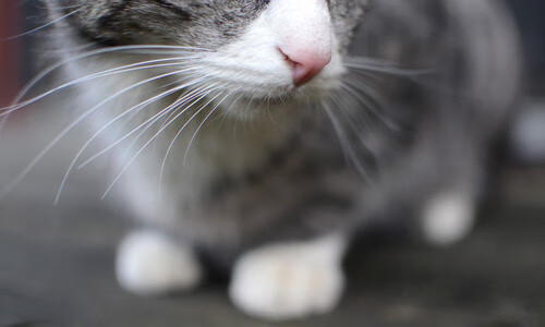 开云·Kaiyun网页版-蒙彼利埃中场技术出众，或获得转会邀约，蒙彼利埃怎么样