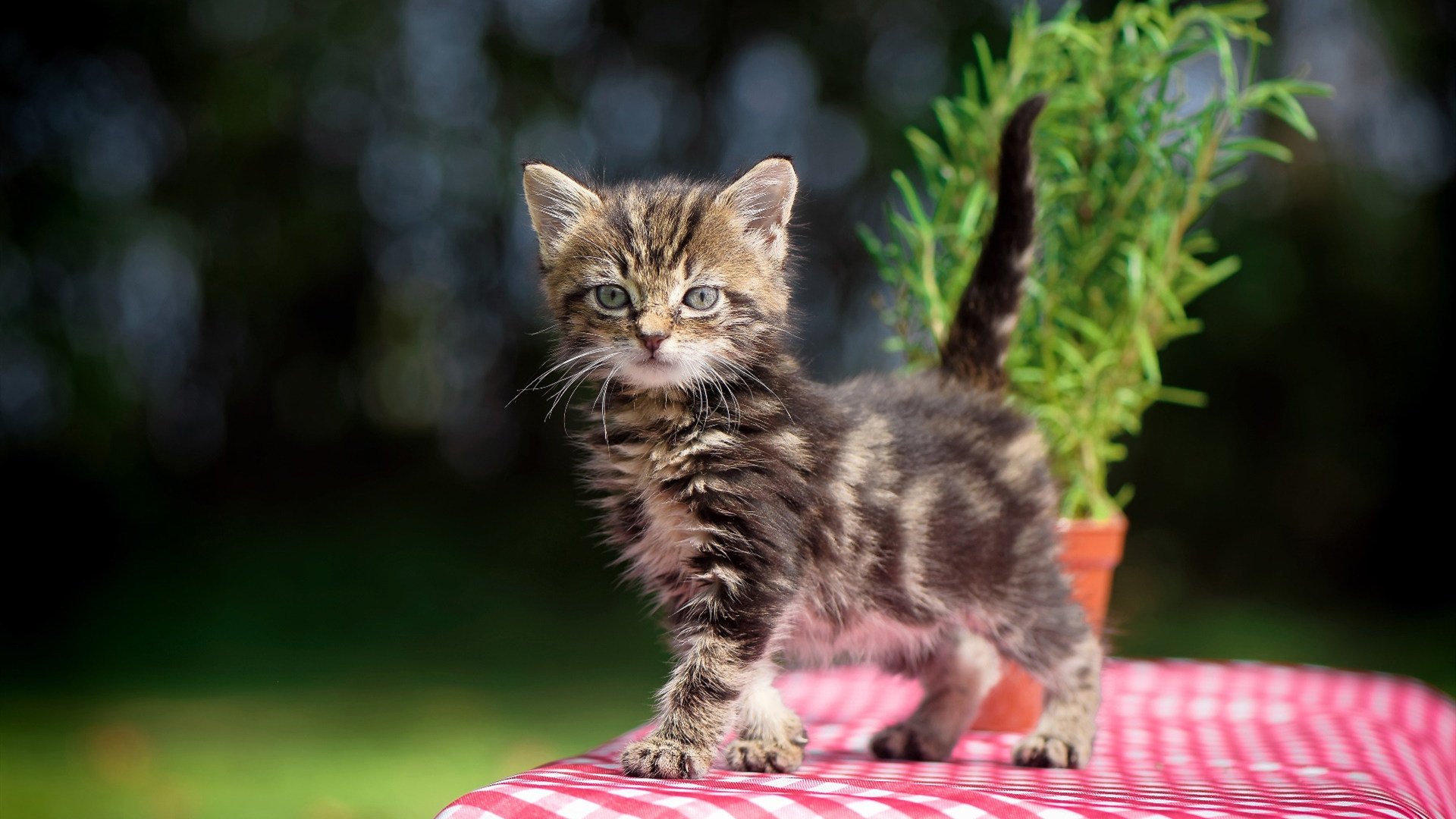 训练营成果是否影响赛季开局，训练营升级数据2020