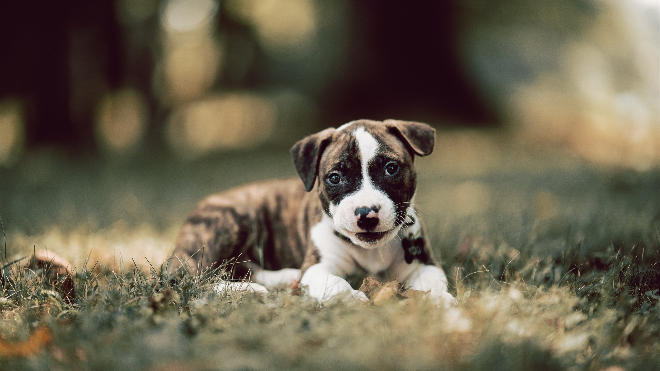 开云官方网页登录-门兴主场迎战柏林赫塔，欧战资格榜上有名，门兴vs赫塔