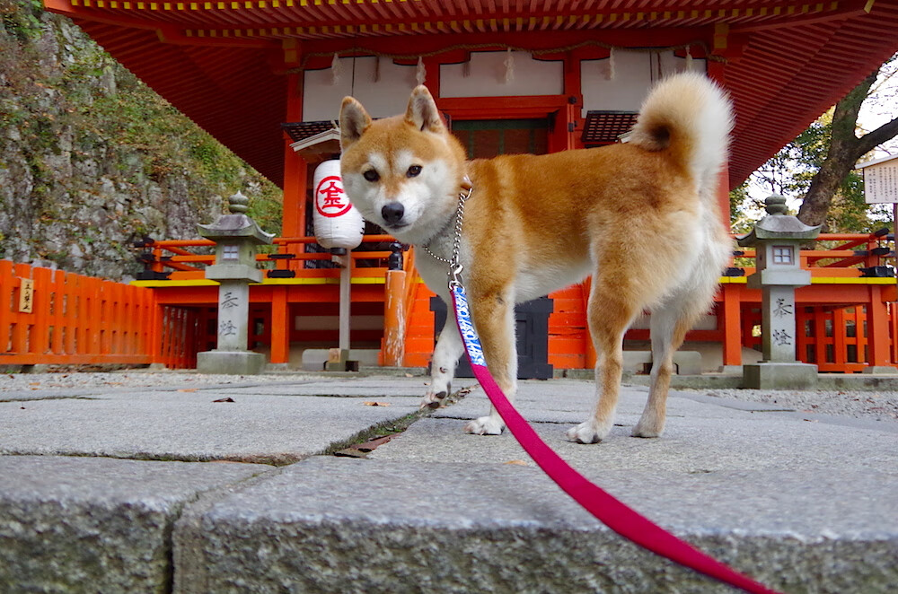 开云kaiyun-雄鹿队连胜在望，冲击东部第一目标，雄鹿获队史抢七大战客场首胜