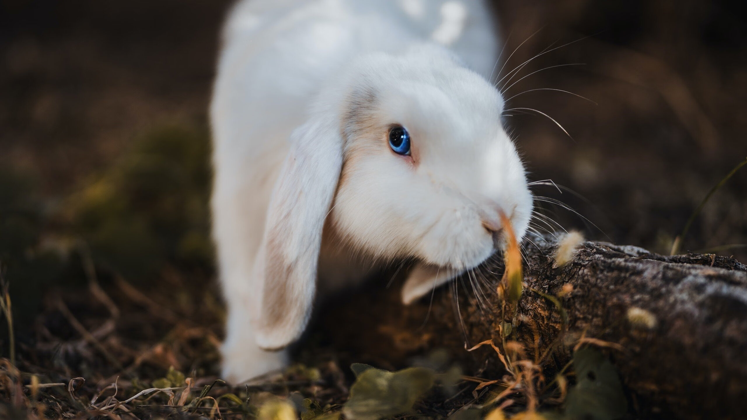墨西哥马术协会与科技公司合作，开发虚拟现实训练平台，提升骑手技能。