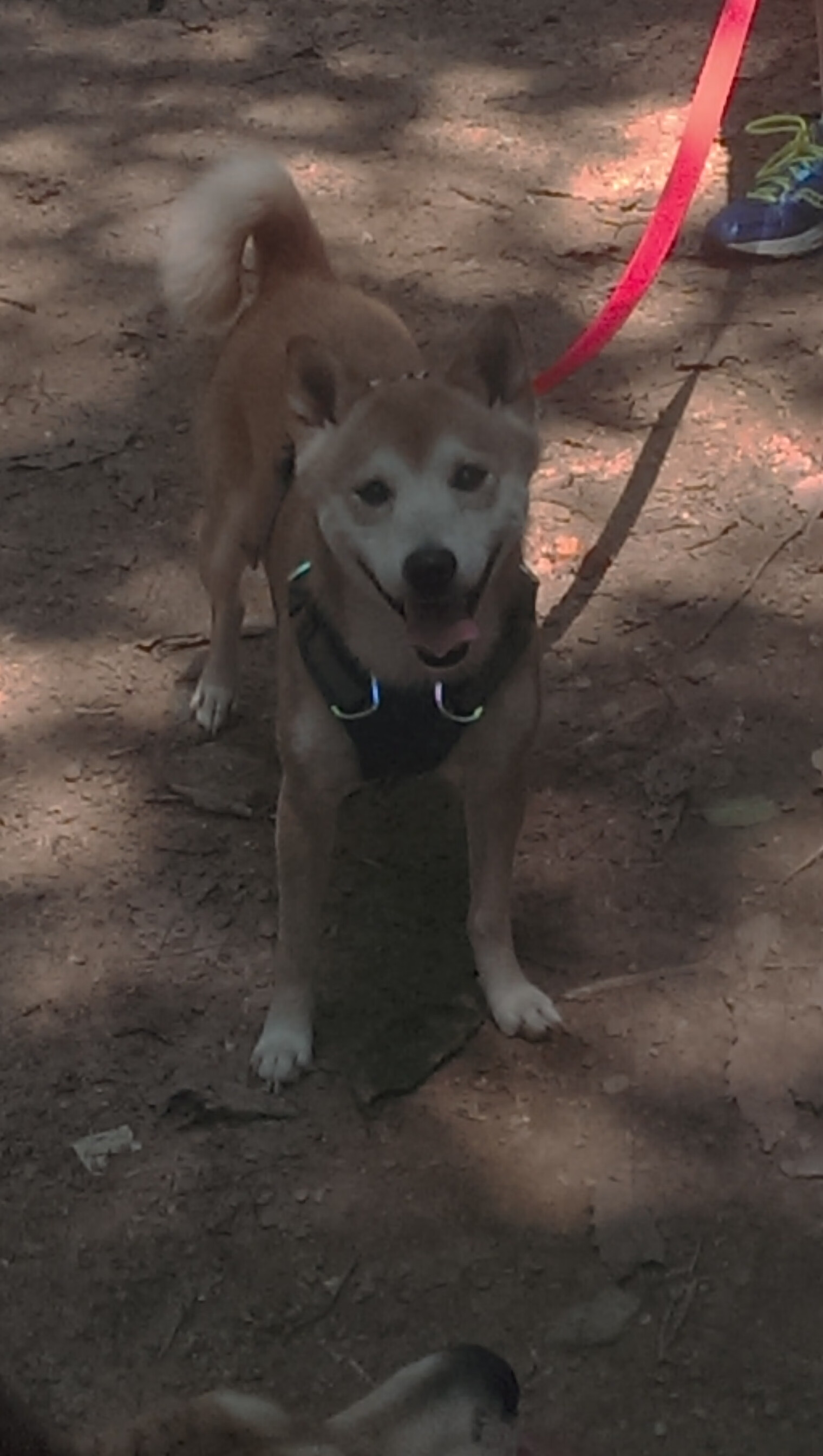 中超外援实际贡献值与薪资比对分析，中超外援水平