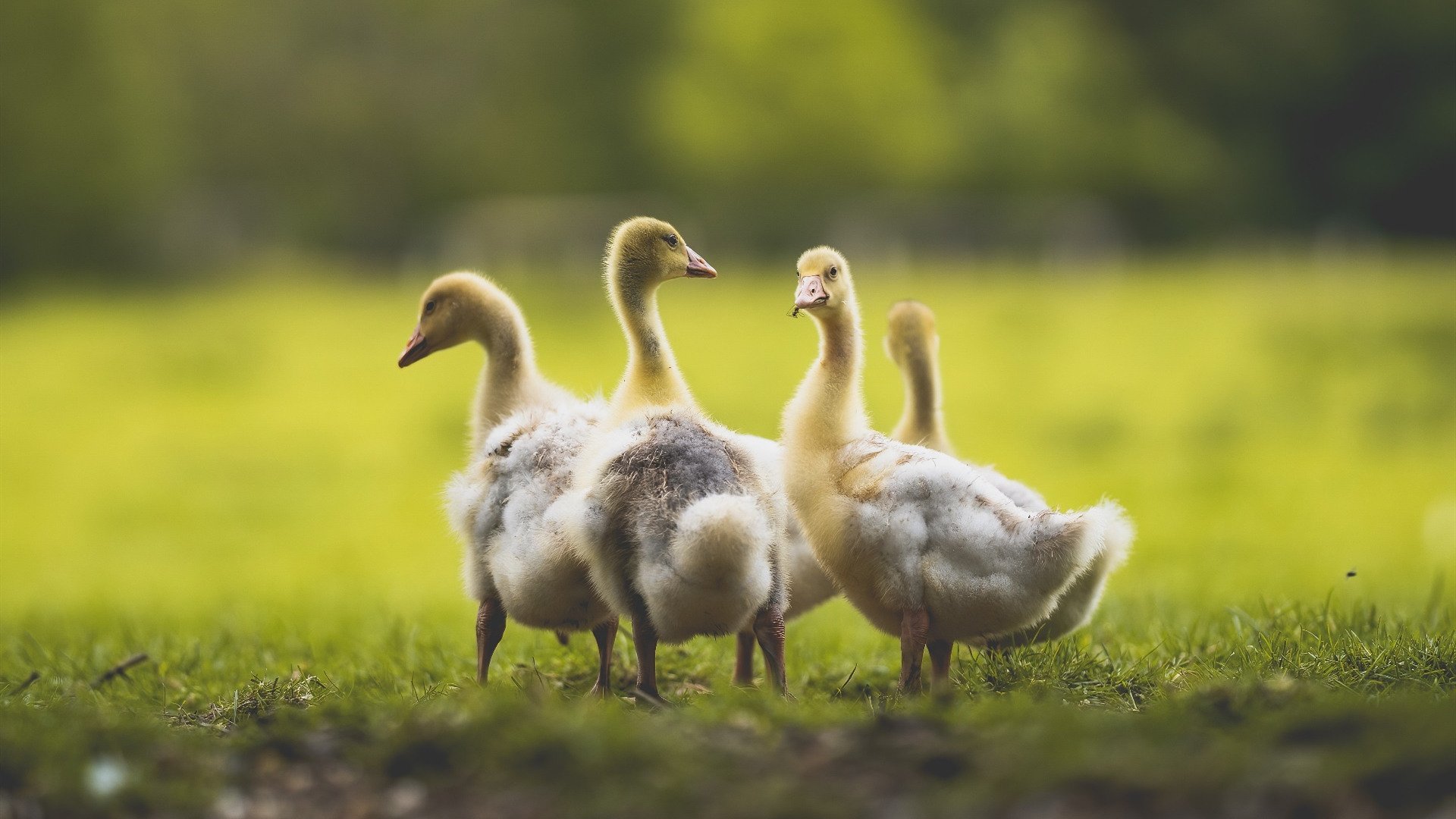 开云·体育官网APP下载-区域体育信息管理平台互联互通机制建设，区域体育信息管理平台互联互通机制建设