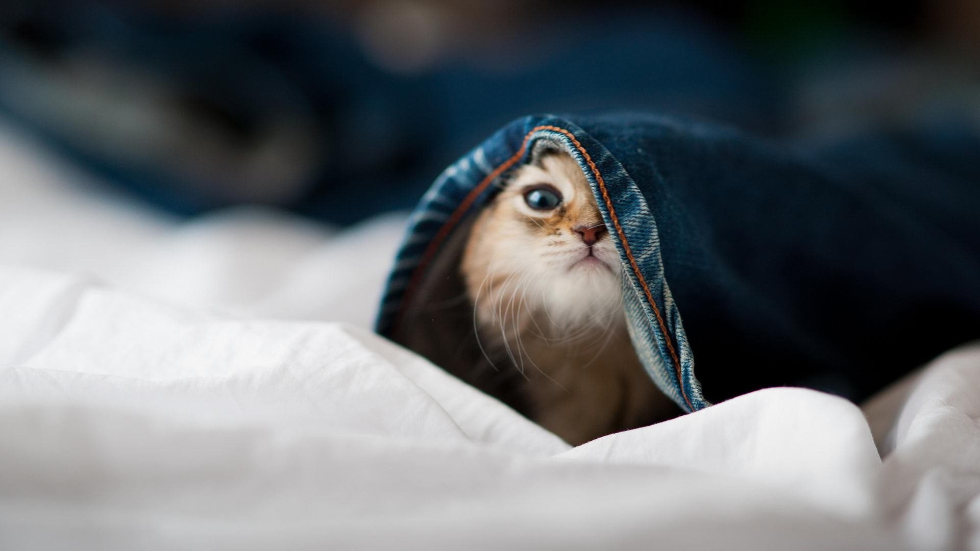 篮球专项体能训练技术创新及应用实践，篮球体能训练研究