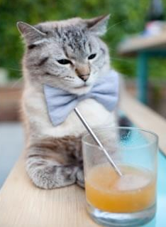 埃及赛制解析：如何在全球竞争中增强本土优势，埃及的比赛