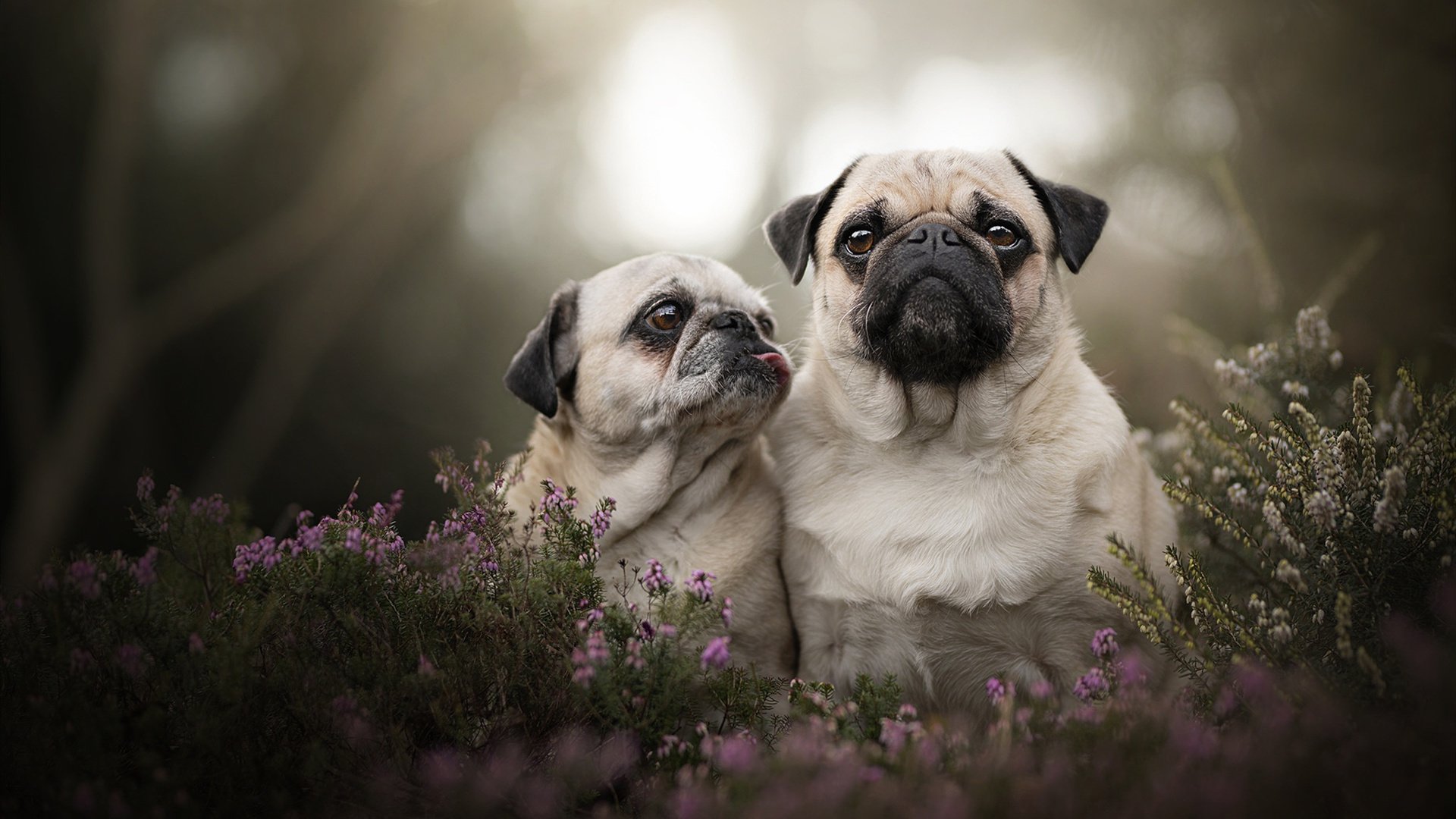 开云网页版登录入口-自由泳项目三强角逐 奖牌榜不断刷新，4×200自由泳金牌