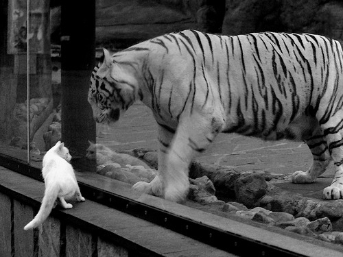 高频转换节奏是否增加球队整体失误风险，高频转低频转换器使用方法
