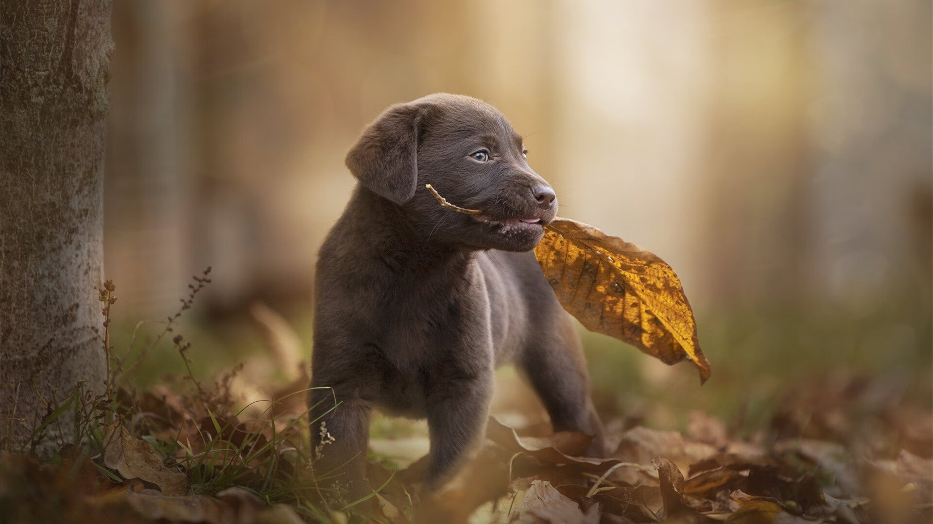 KAIYUN 中国大陆-“华金·托比利亚的战术执行力与领导气质，推动阿根廷美洲狮队继续成长”