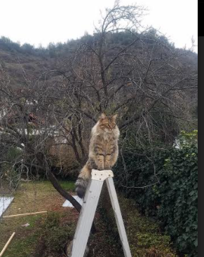 国家级橄榄球学院揭牌成立，国家橄榄球队名单