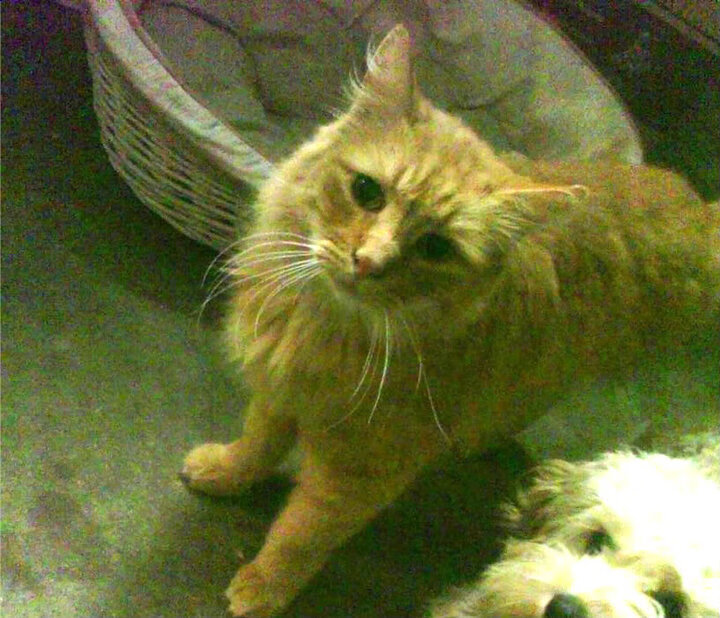 男篮国家队引入外籍体能教练强化训练科学性，中国男篮外教都有谁