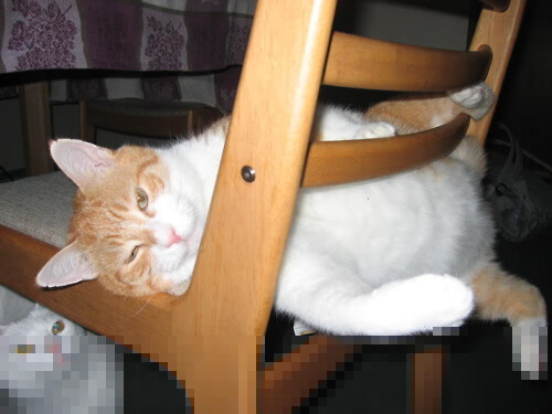 开云·Kaiyun网页版-羽毛球训练科学饮食建议获专家认可，羽毛球的科学锻炼方法及注意